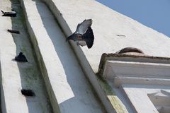 Tauben am Stupa con Swayambunath