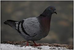 Tauben - auch die brauchen im Winter unsere Hilfe