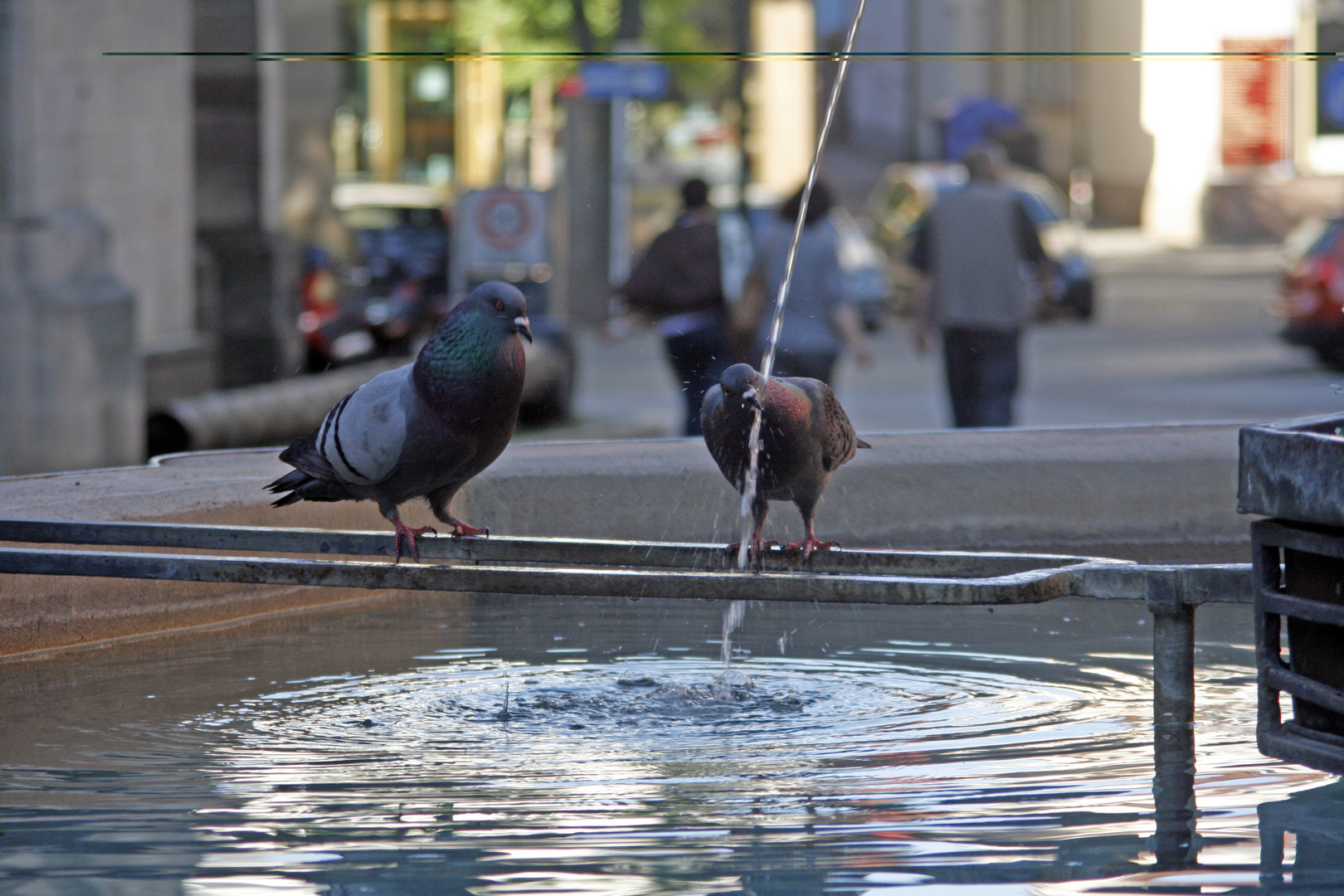 Tauben auf Brunnen in Reutlingen