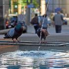 Tauben auf Brunnen in Reutlingen