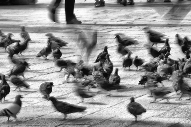 Tauben auf dem Markusplatz