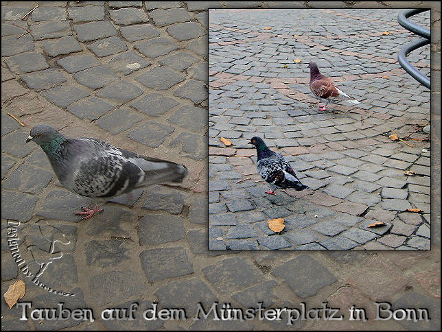 Tauben auf dem Münsterplatz