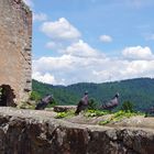 Tauben auf der Hochburg bei Sexau