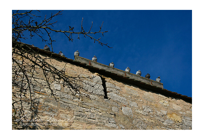 Tauben auf der Stadtmauer