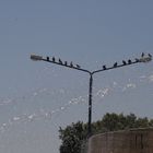 Tauben auf Straßenlampe
