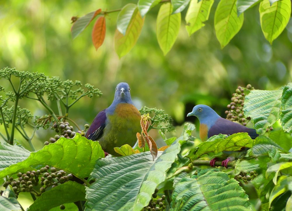 Tauben aus dem Regenwald