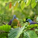 Tauben aus dem Regenwald