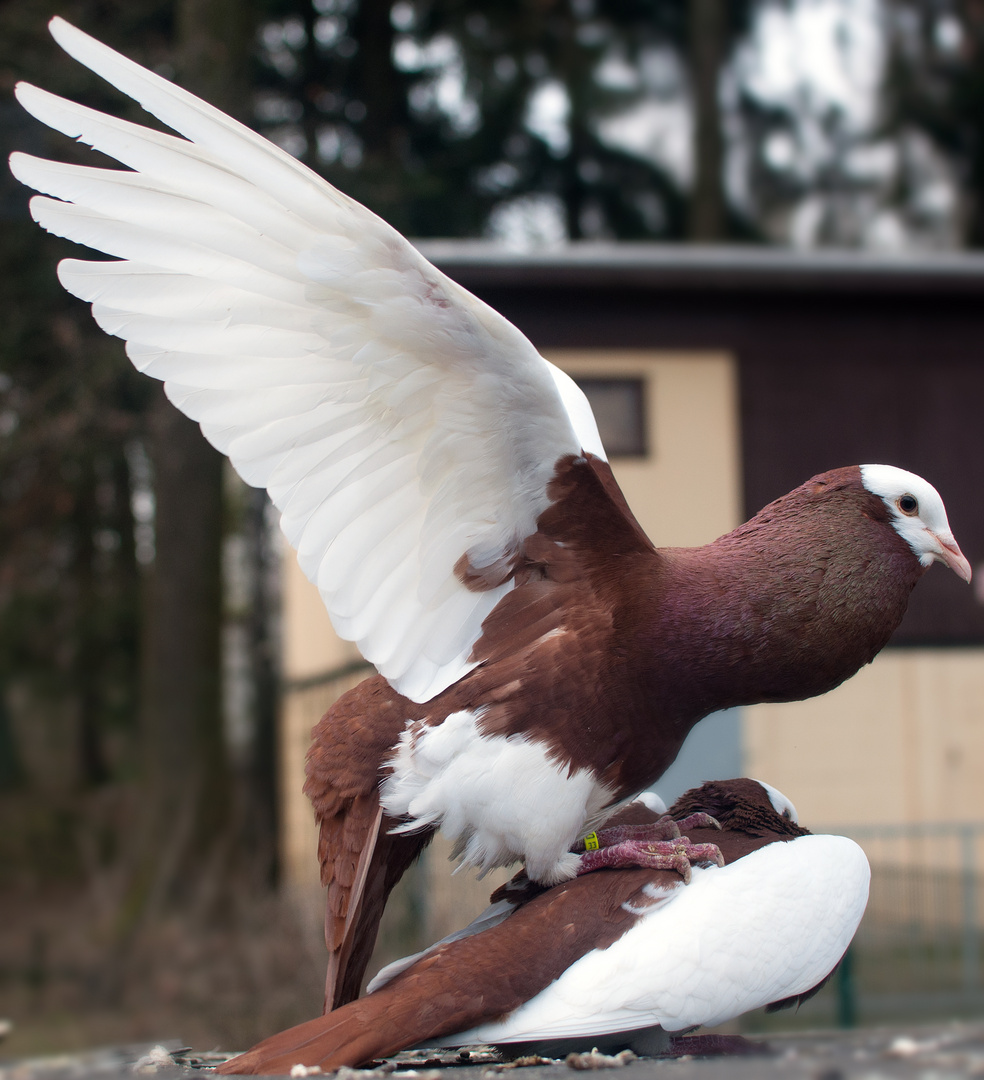 Tauben bei der Paarung