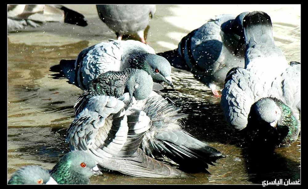 Tauben beim baden