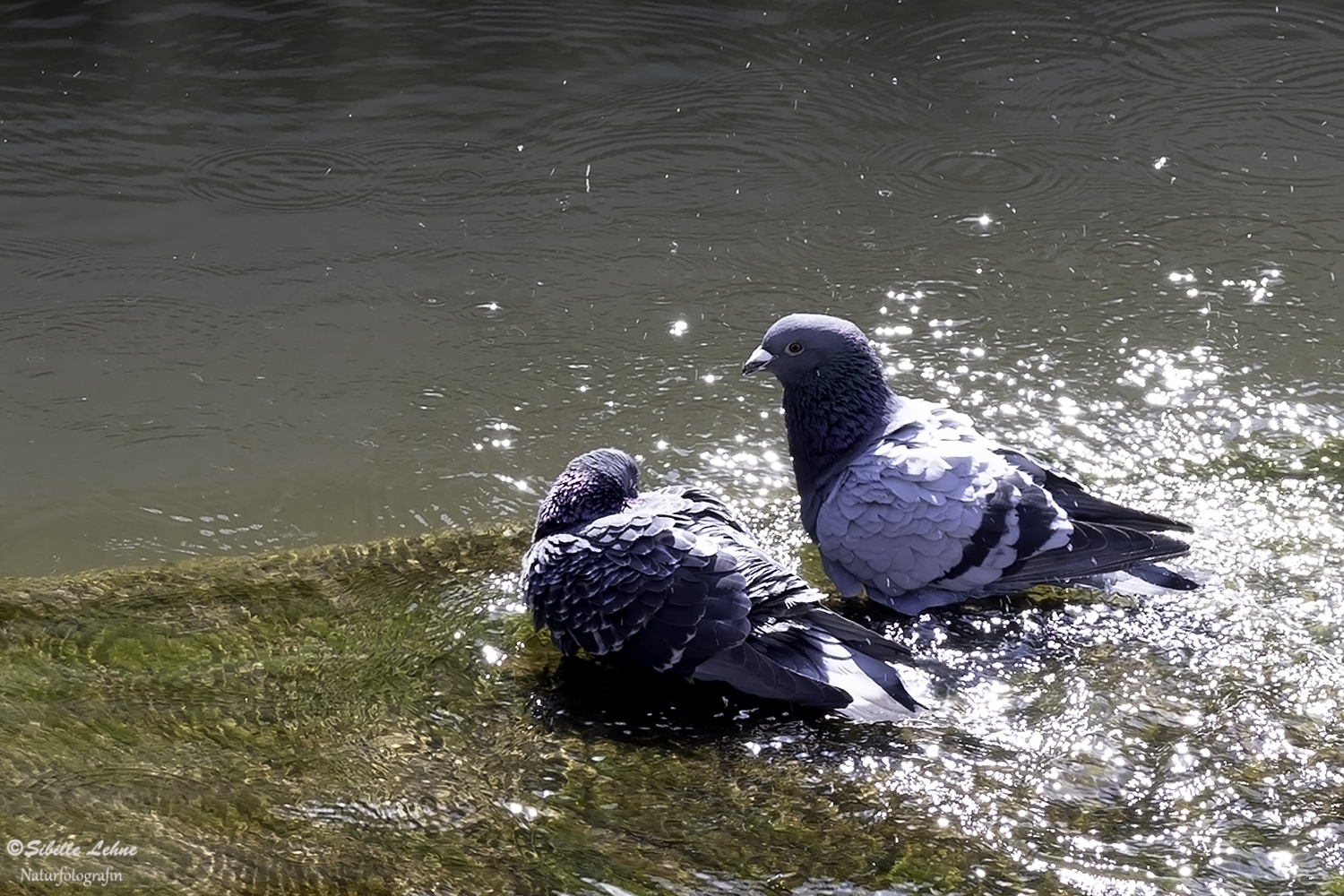 Tauben beim Baden Foto & Bild natur, tiere, vögel Bilder auf