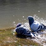 Tauben beim Baden