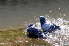 Tauben beim Baden