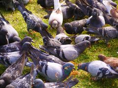 Tauben, doves