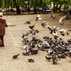 Tauben füttern auf dem Marktplatz