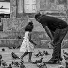 Tauben füttern / Feeding the pigeons