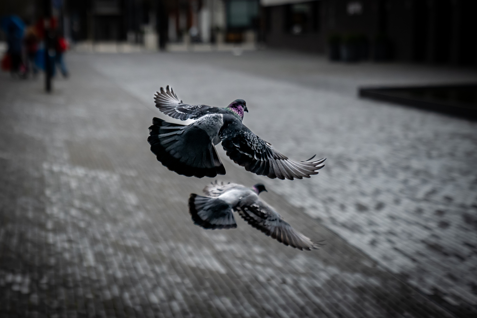 Tauben im Anflug