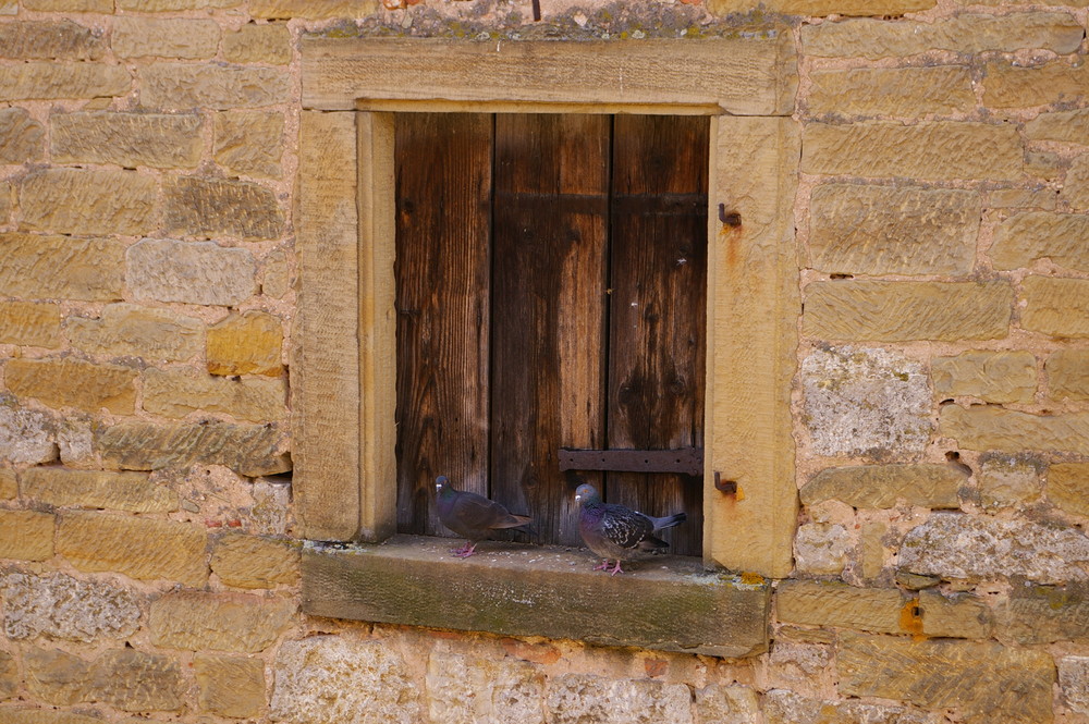 Tauben im Fenster