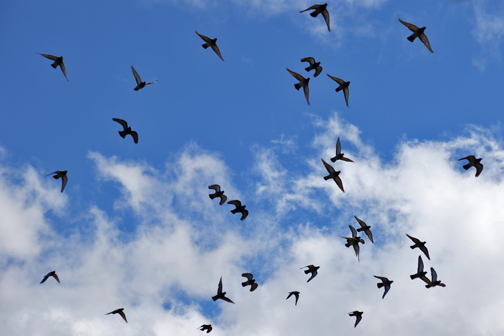 Tauben im Flug