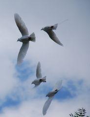 Tauben im Flug / Doves in Flight