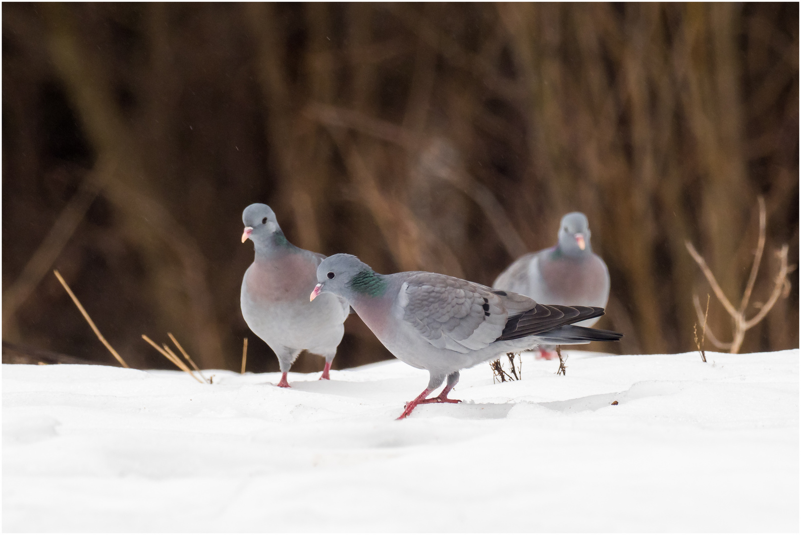 Tauben im Schnee