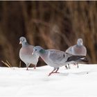 Tauben im Schnee