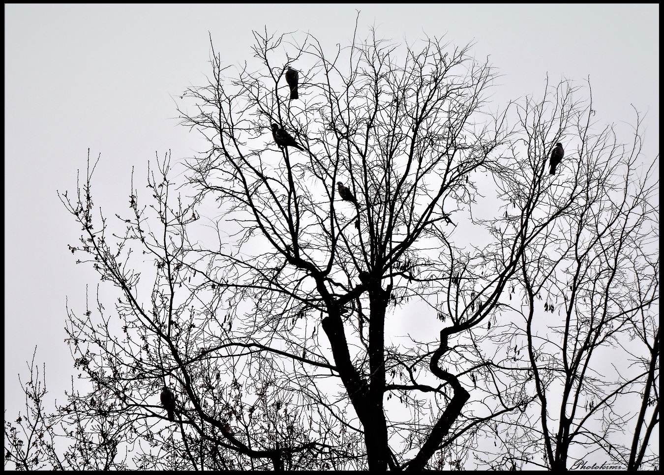 Tauben im Wintermorgen