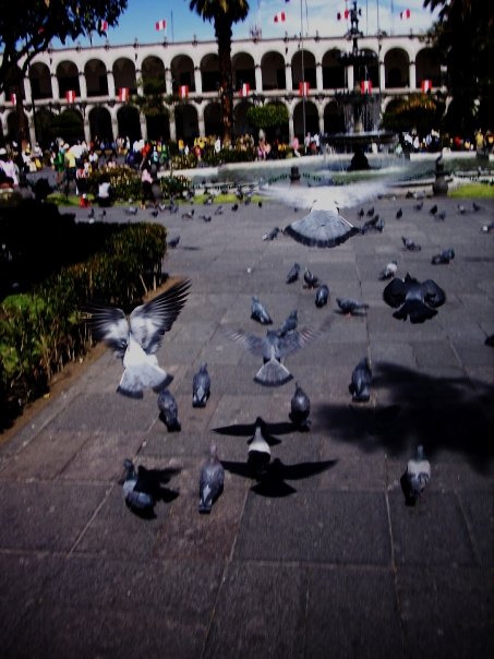 Tauben in Arequipa