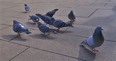 Tauben in Erfurt (palomas de Erfurt)