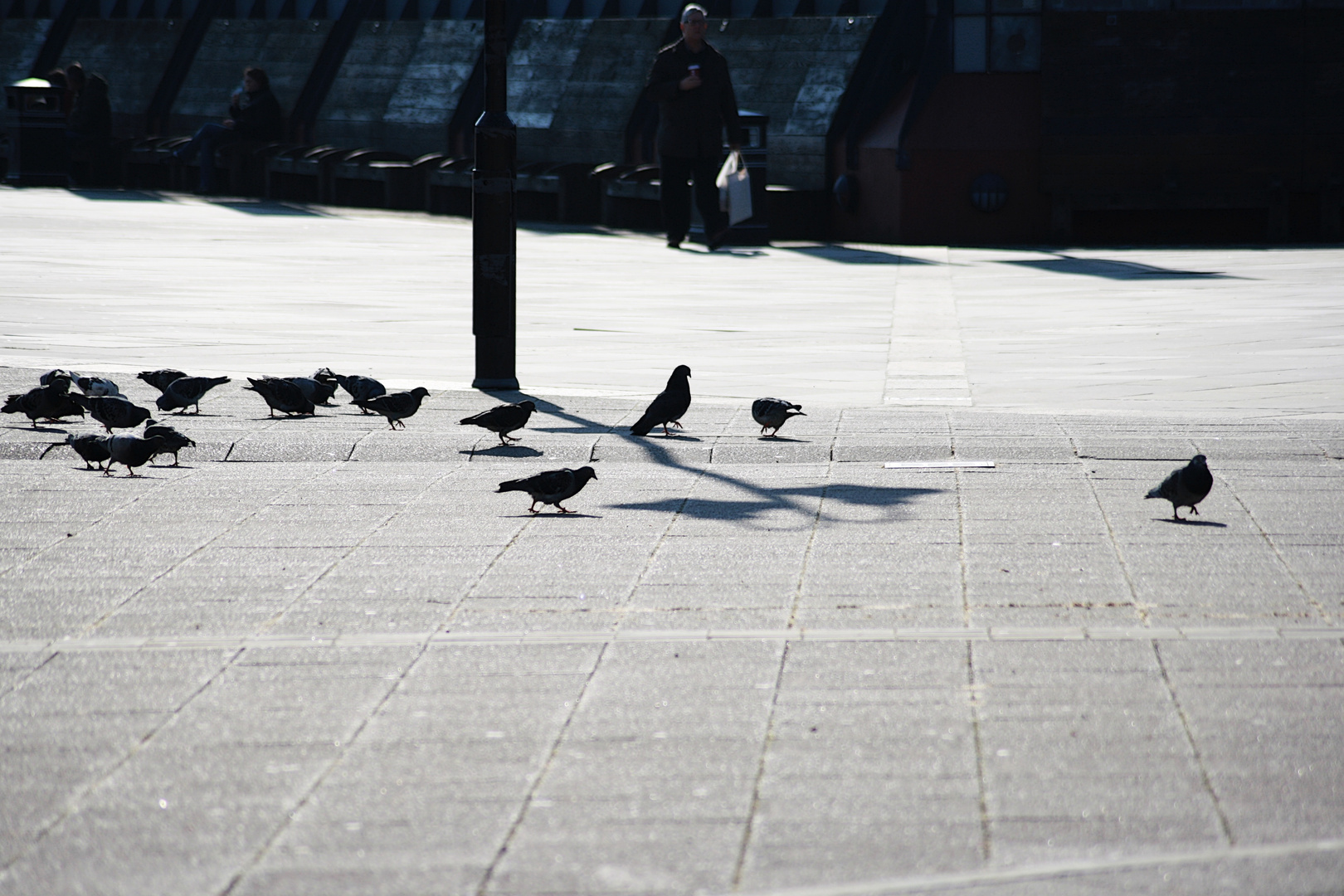 Tauben in Greenwich