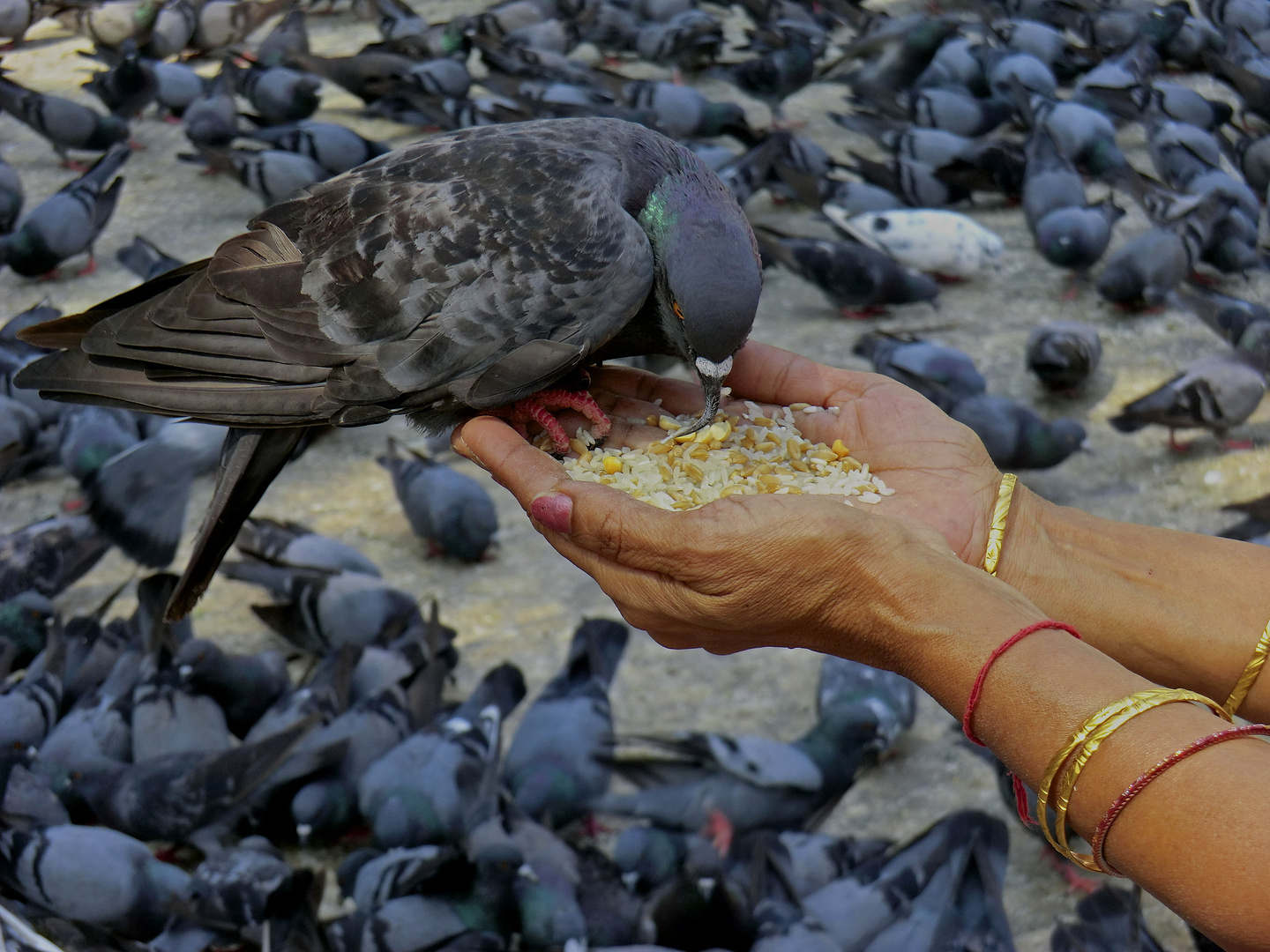 Tauben in Indien