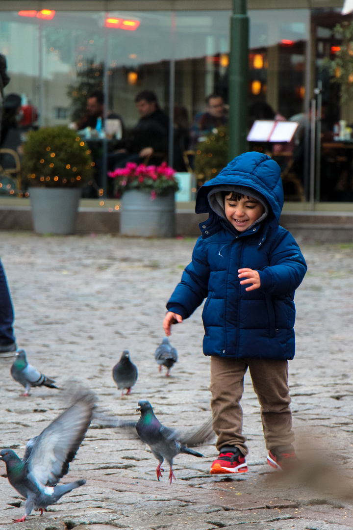 Tauben in Istanbul