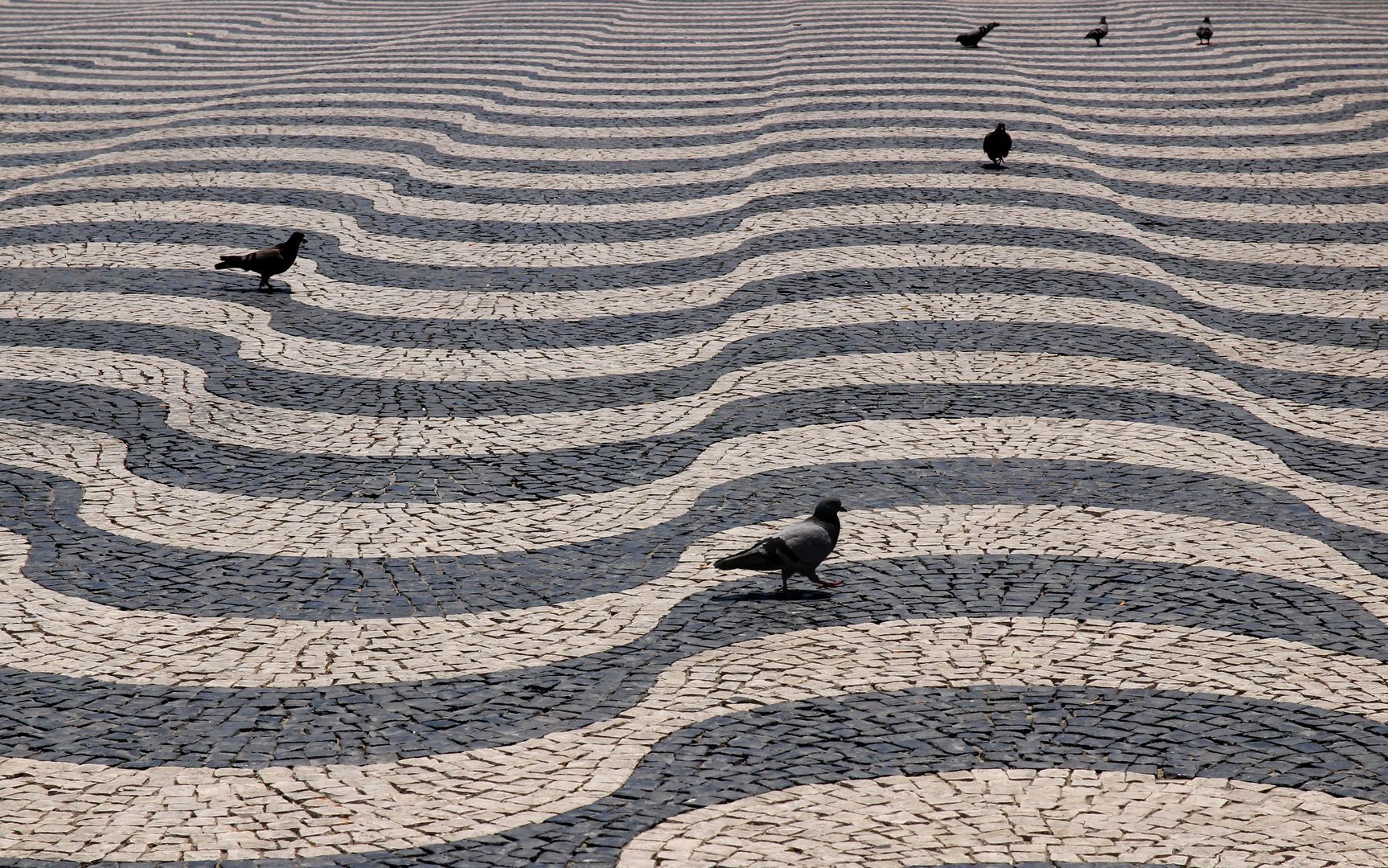 Tauben in Lissabon