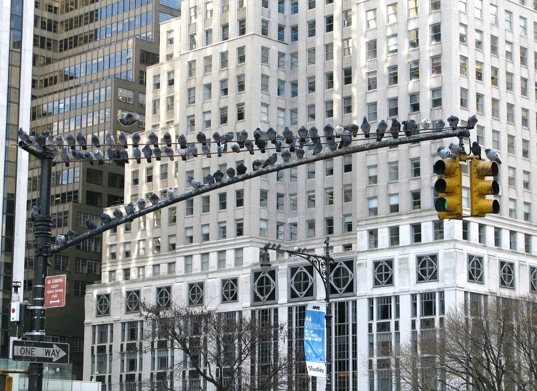 Tauben in Manhattan (1)