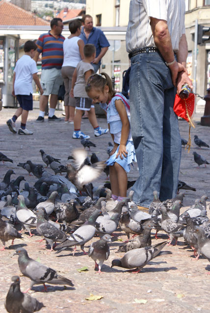 Tauben in Sarajevo