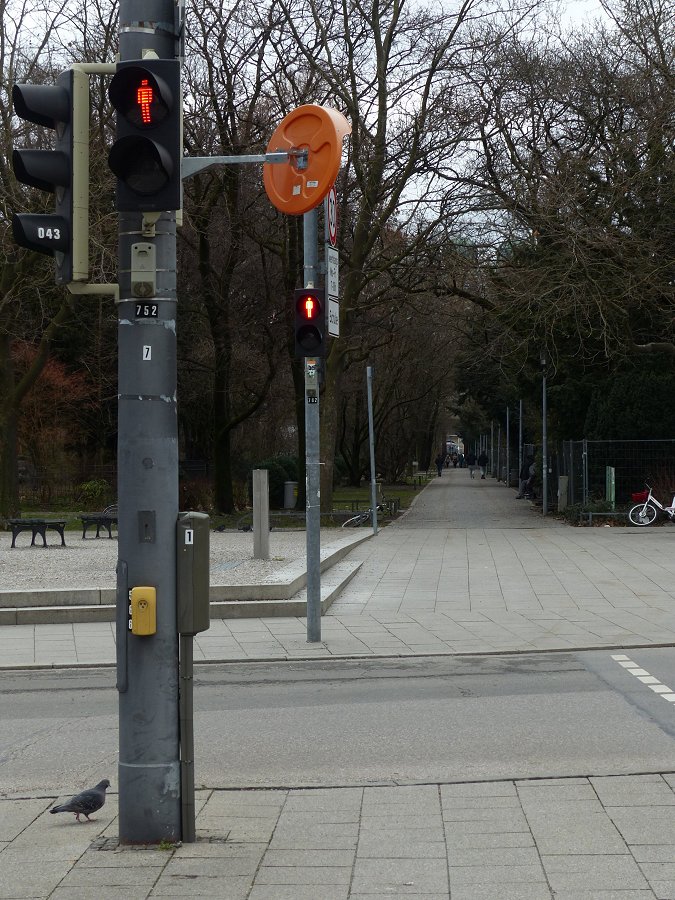 Tauben mißachten Ampeln nicht