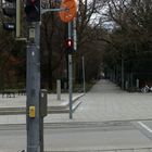 Tauben mißachten Ampeln nicht