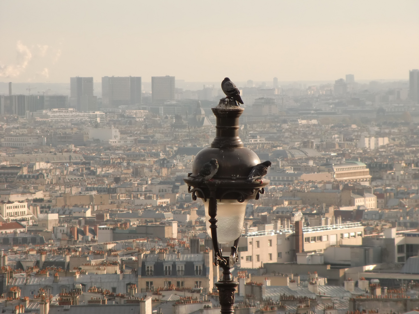 Tauben mit Blick auf Paris im Hintergrund