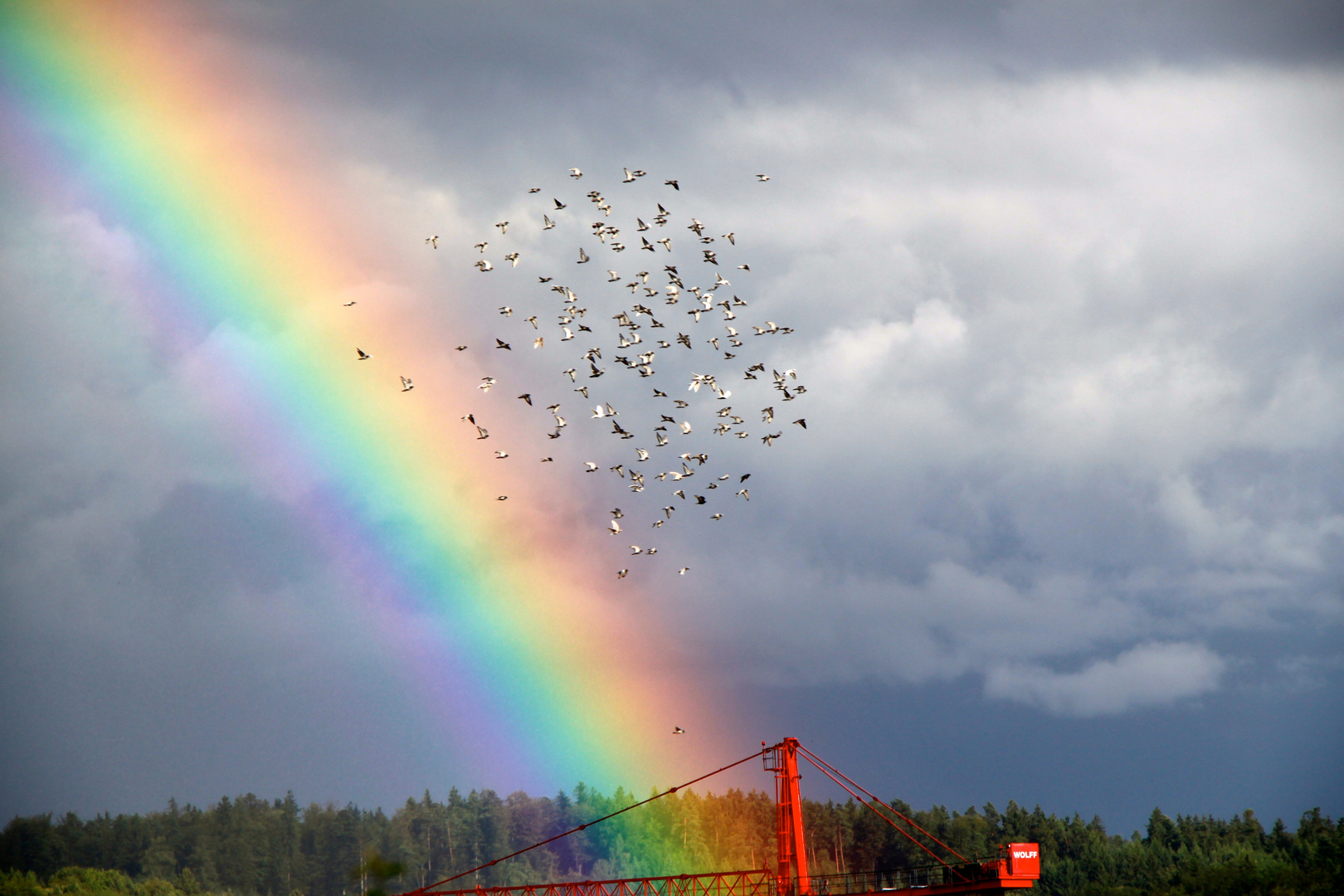 Tauben mit Regenbogen