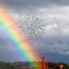 Tauben mit Regenbogen