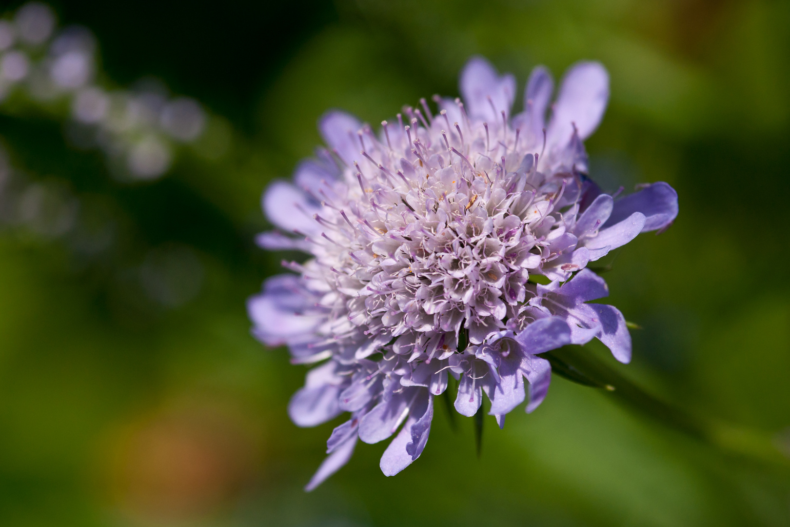 Tauben-Scabiose