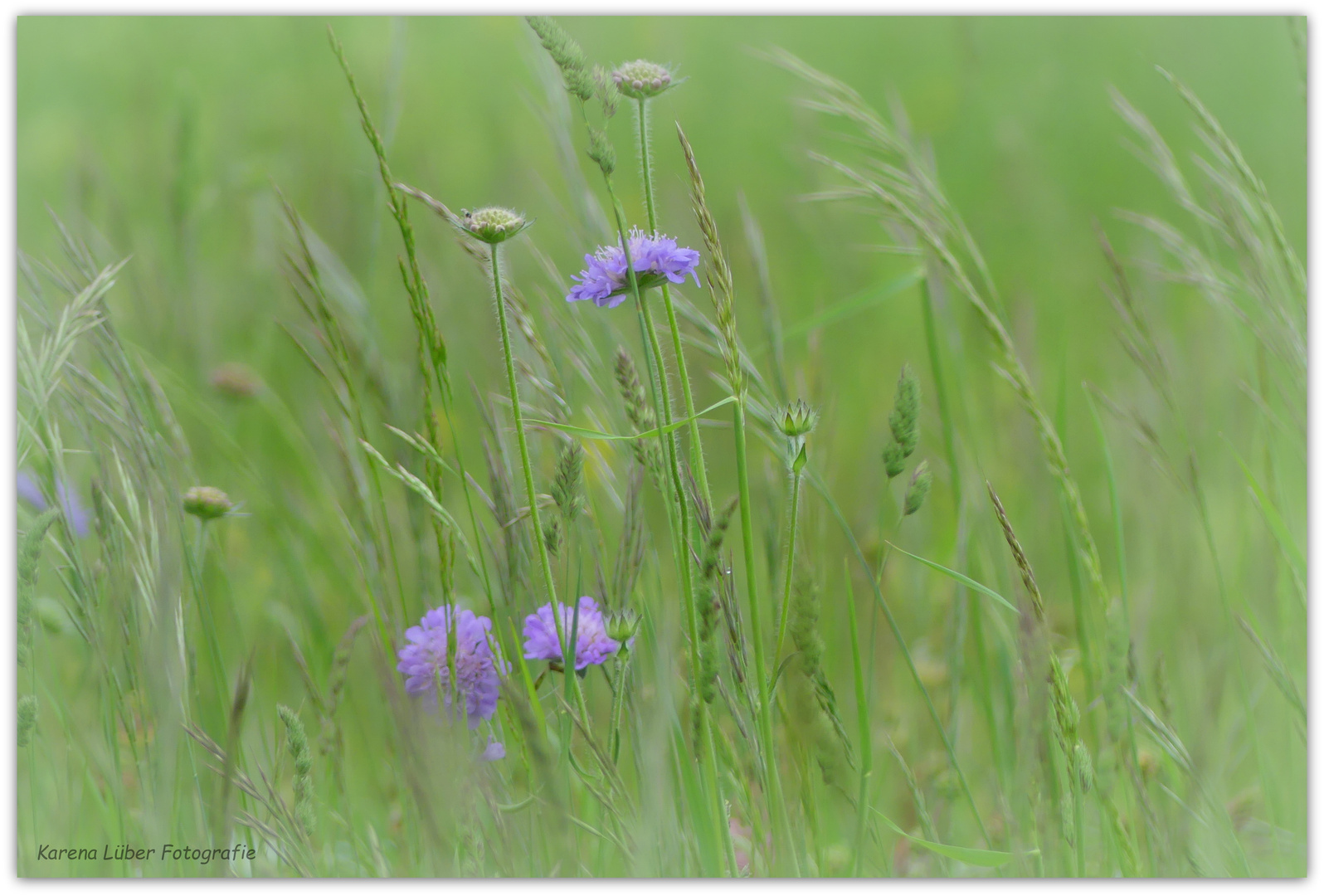 Tauben Scabiose