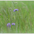 Tauben Scabiose