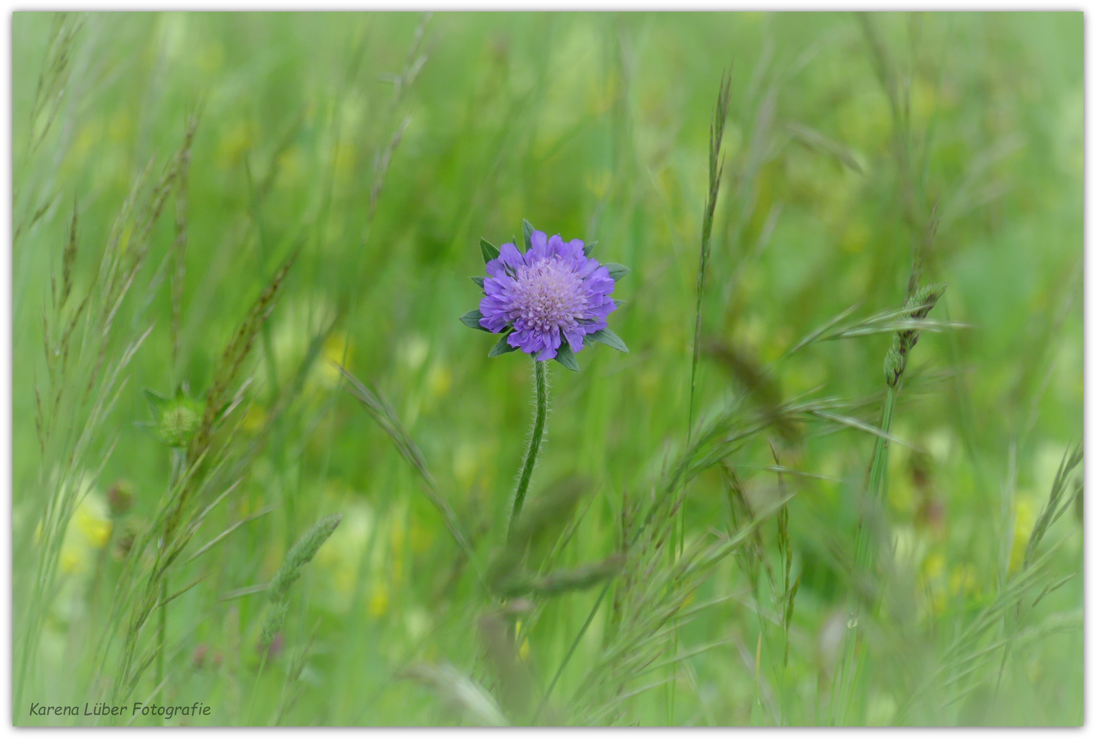 Tauben Scabiose Ii