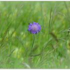 Tauben Scabiose Ii