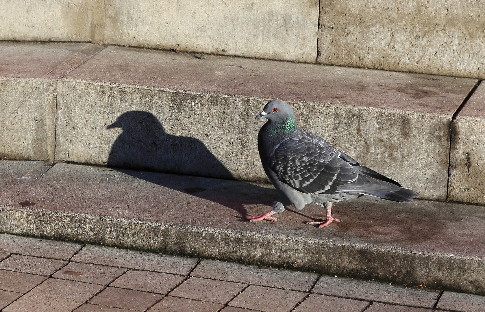 tauben schatten gang