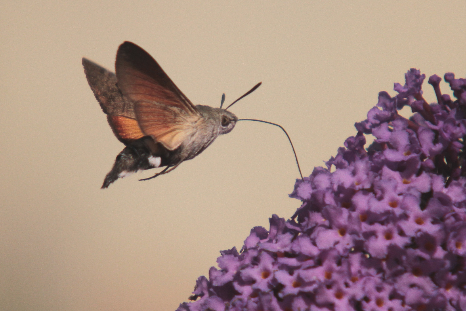 Tauben Schwänzchen an Sommerflieder IMG_0114