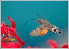 Tauben-schwänzchen lieben Geranien