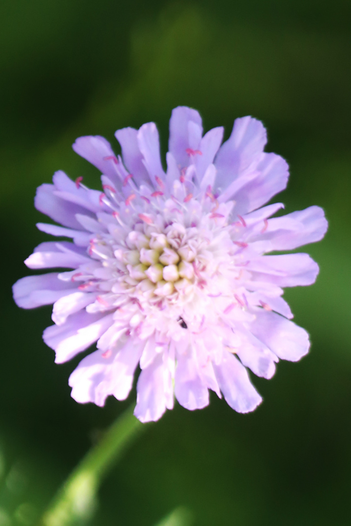 Tauben-Skabiose (Scabiosa columbaria)