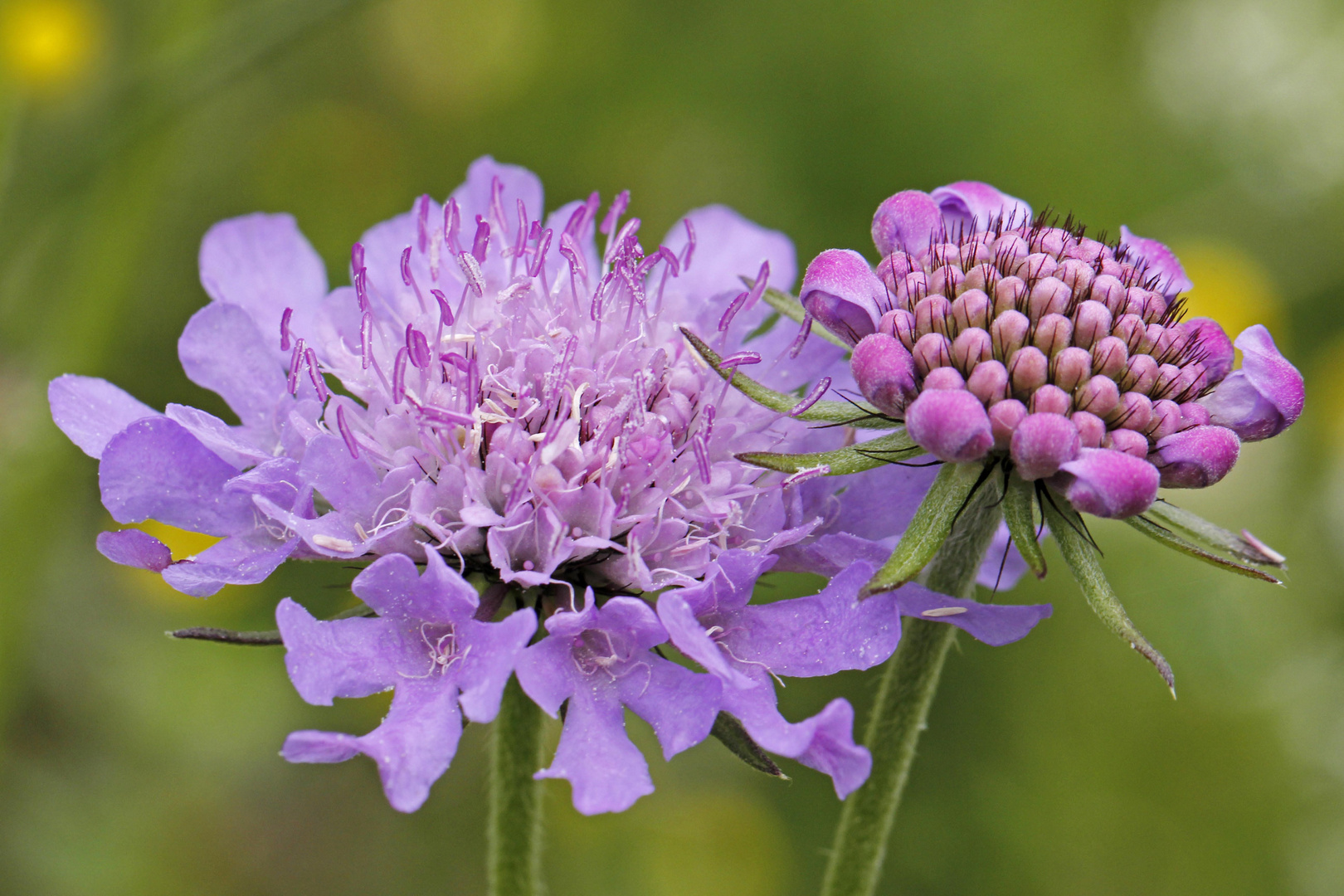 Tauben-Skabiose (Scabiosa columbaria)