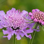 Tauben-Skabiose (Scabiosa columbaria)